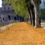Suelo de albero en el Parque de María Luisa de Sevilla.
