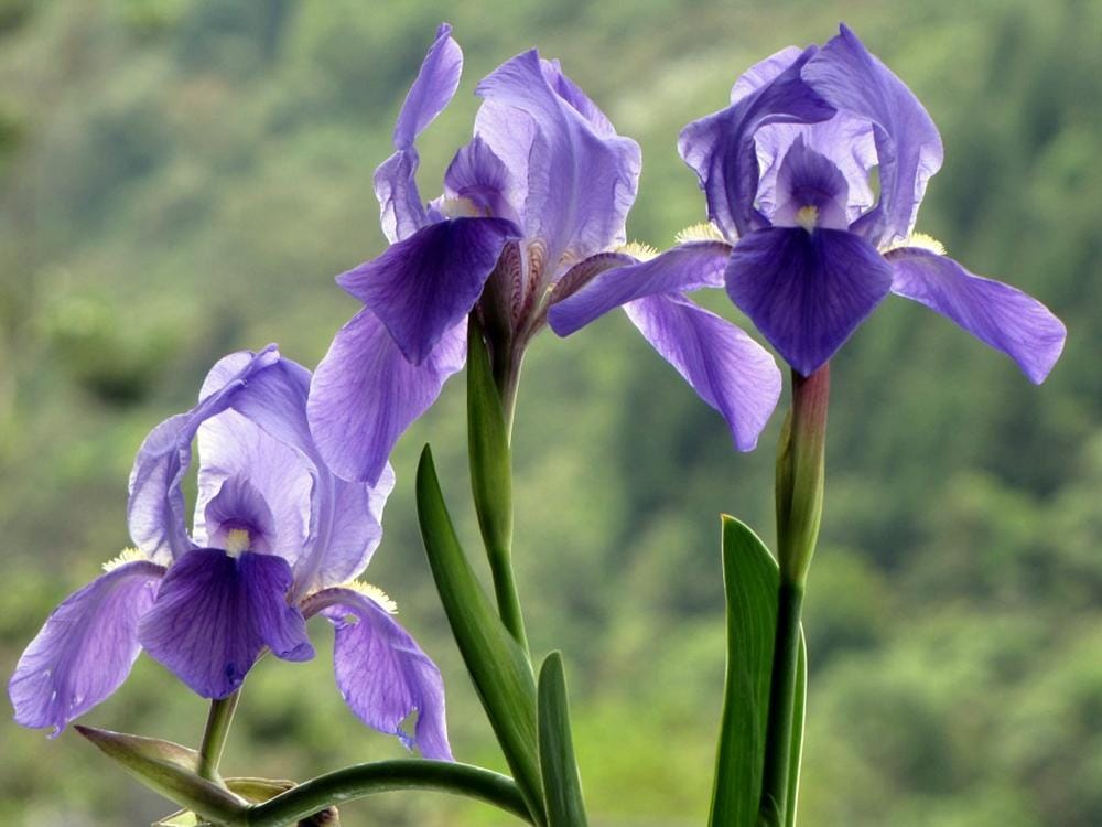 Lirio morado o iris germanica de tonos violetas.