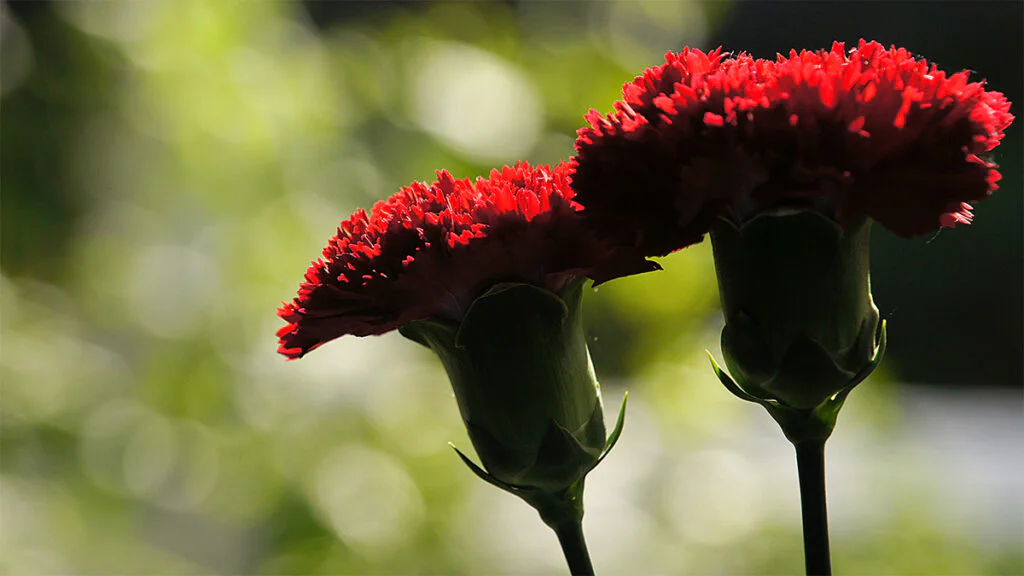 Detalle de claveles rojos abiertos.