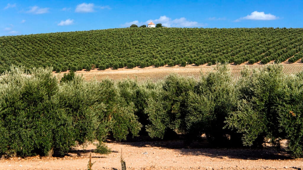 Olivares en Moriles, Córdoba.