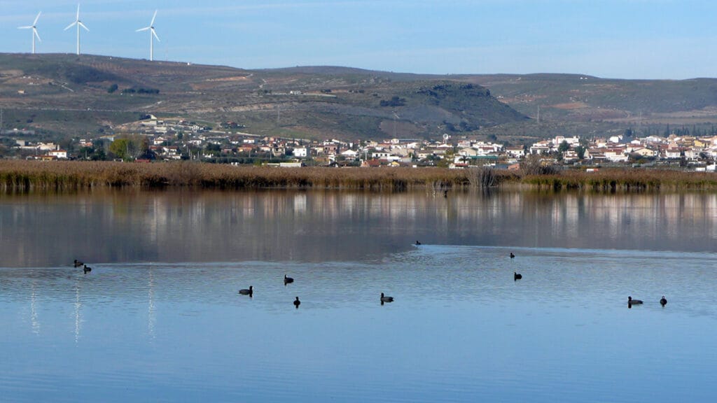 Aves acuáticas sobre la lámina de agua de la Laguna de Padul, con el núcleo urbano al fondo.